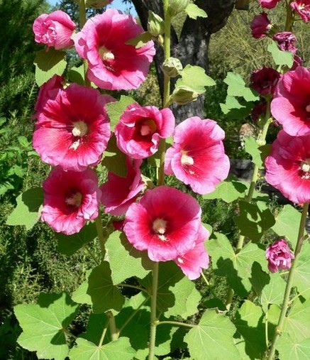 Hollyhock Alcea rosea